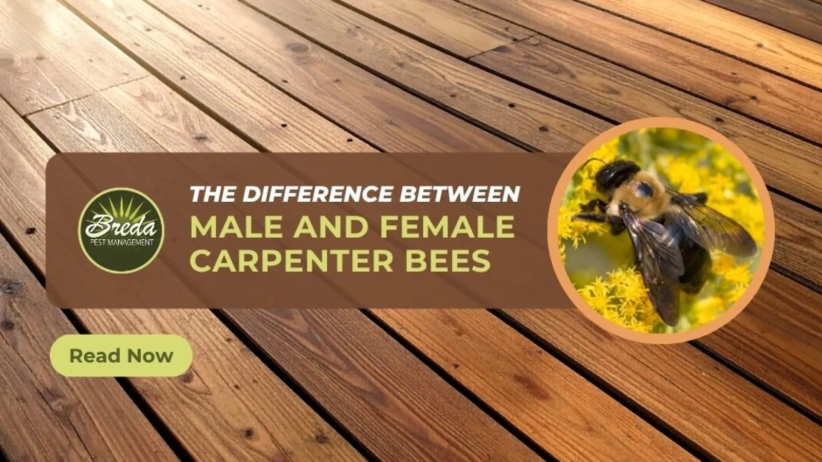 Wooden deck background with text about differences between male and female carpenter bees and a bee on yellow flowers.