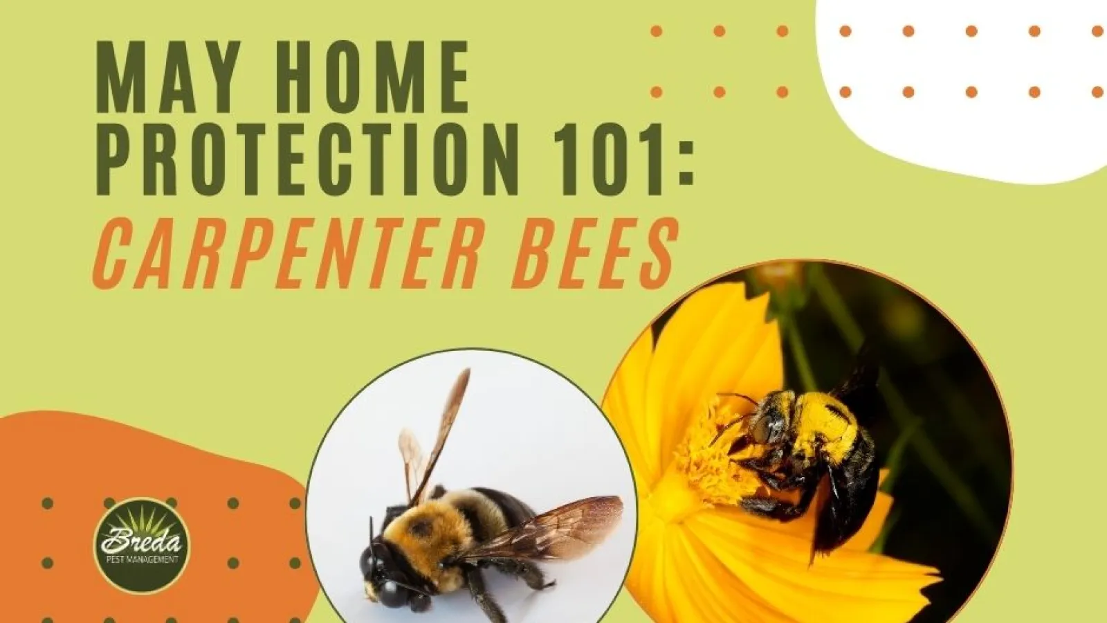 May Home Protection 101 with close-up images of carpenter bees on a yellow flower and neutral background