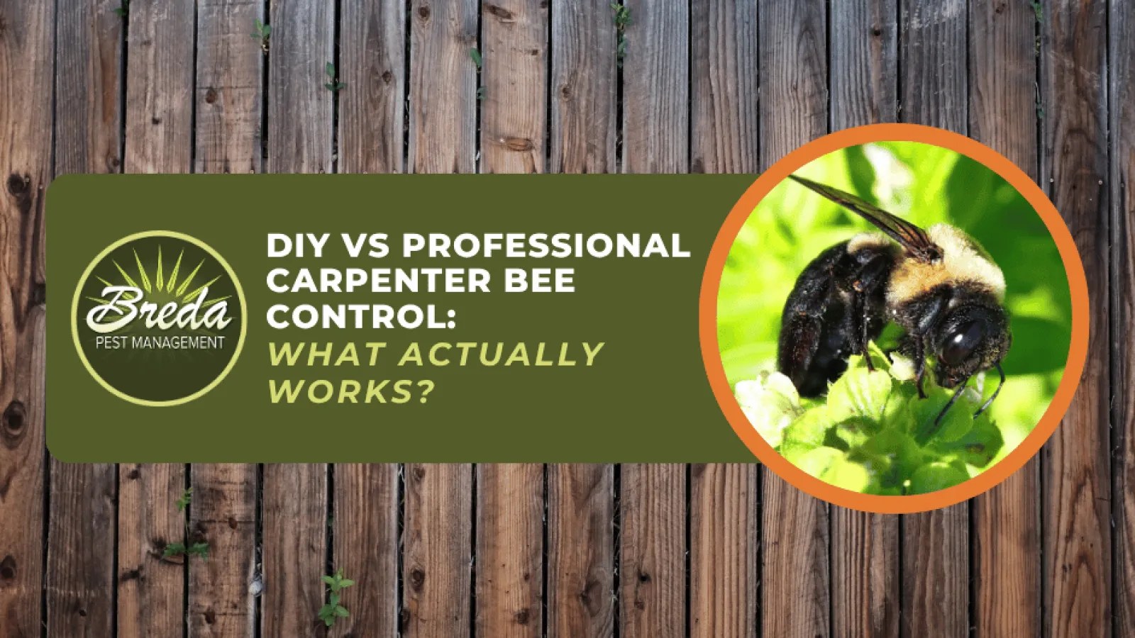 DIY vs professional carpenter bee control comparison with close-up image of carpenter bee on green plant.