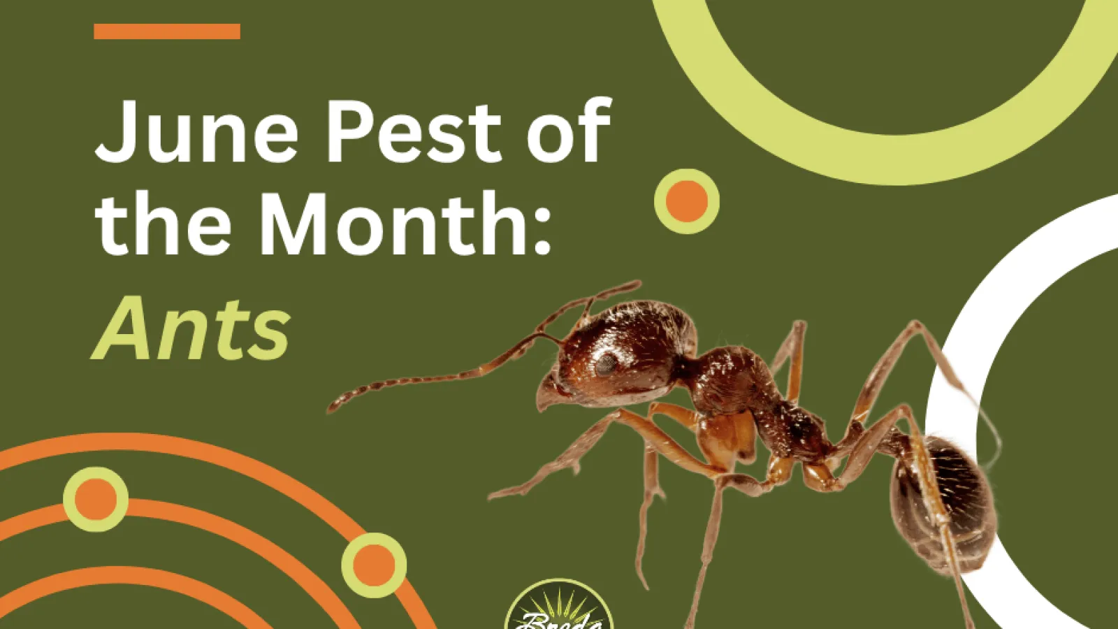 June pest of the month ants featured with a close-up ant and green and orange circular design elements