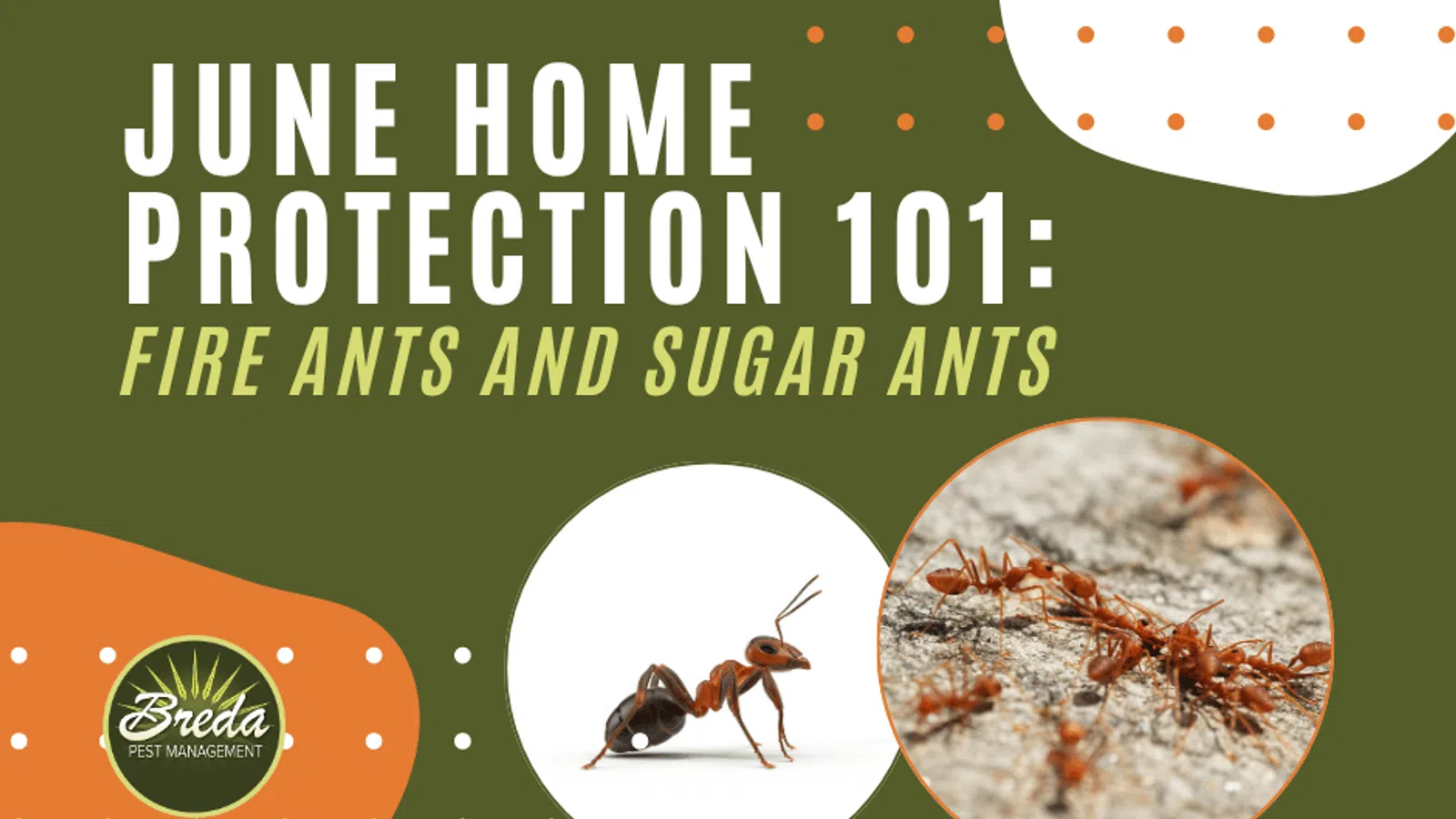 JUNE HOME PROTECTION 101 guide on identifying and controlling fire ants and sugar ants with two ant images.