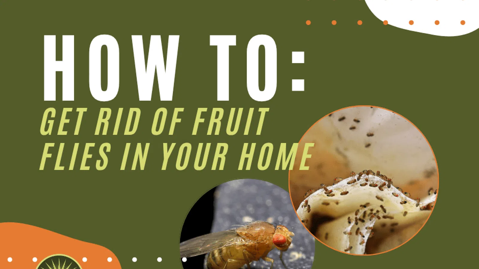 Guide on how to get rid of fruit flies in your home with images of fruit flies.