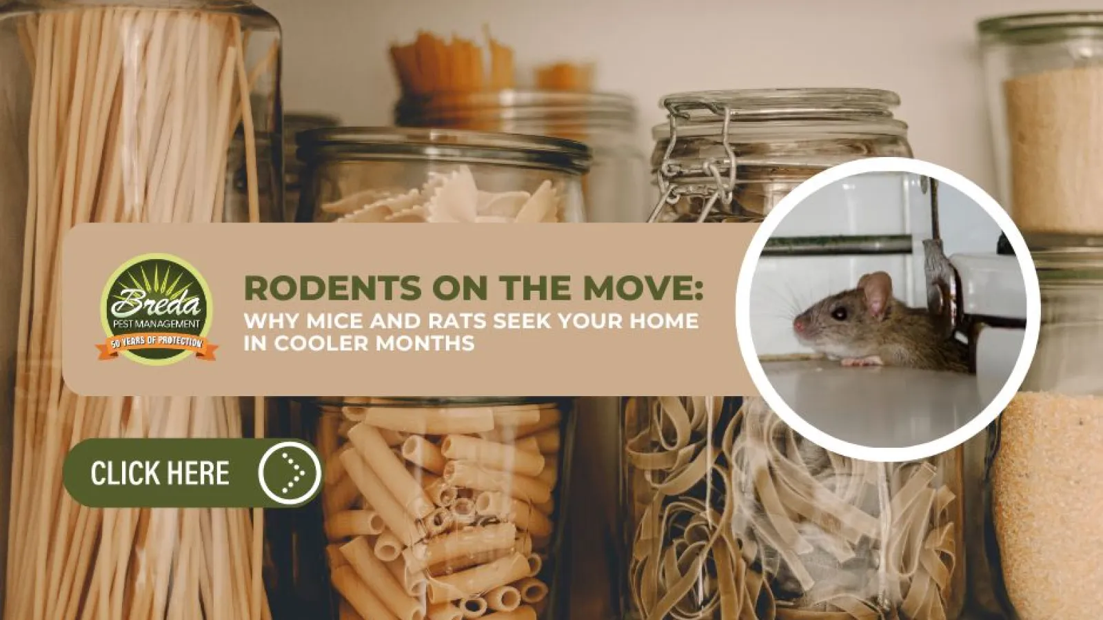 Rodent in kitchen cabinet filled with pasta jars warning about mice and rats during cooler months.
