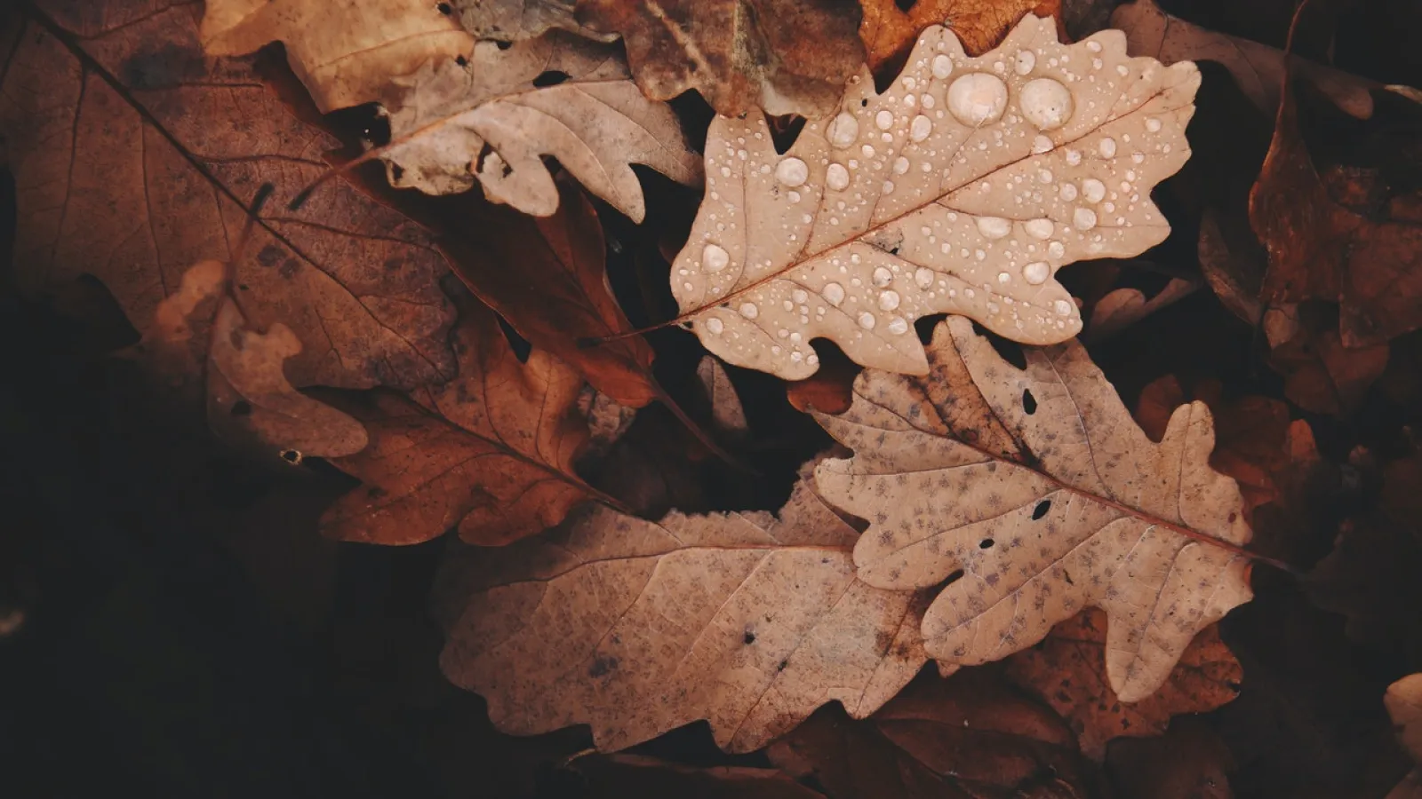 a close up of a pile of brown leaves with rain drops