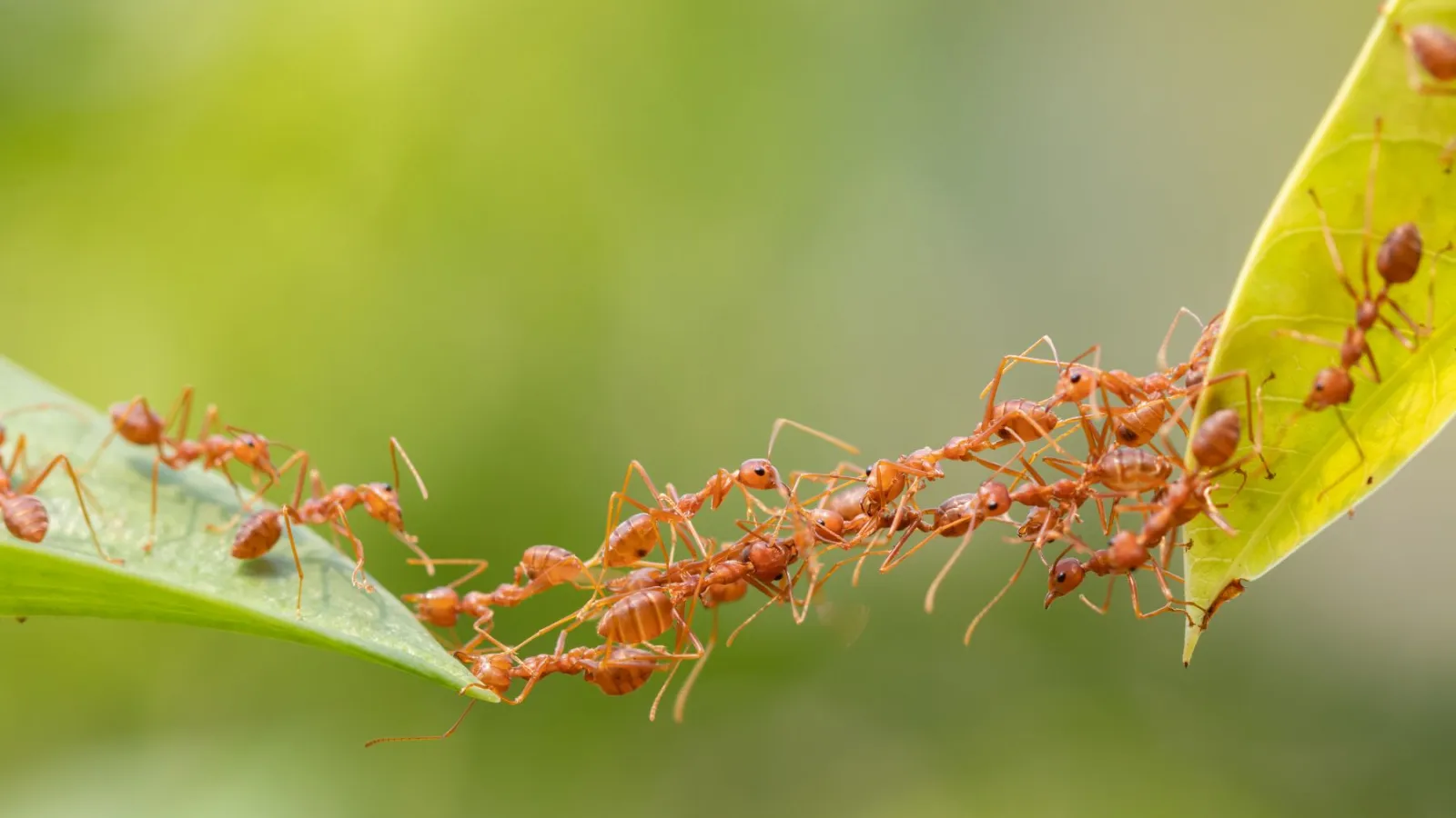 ants on leaves