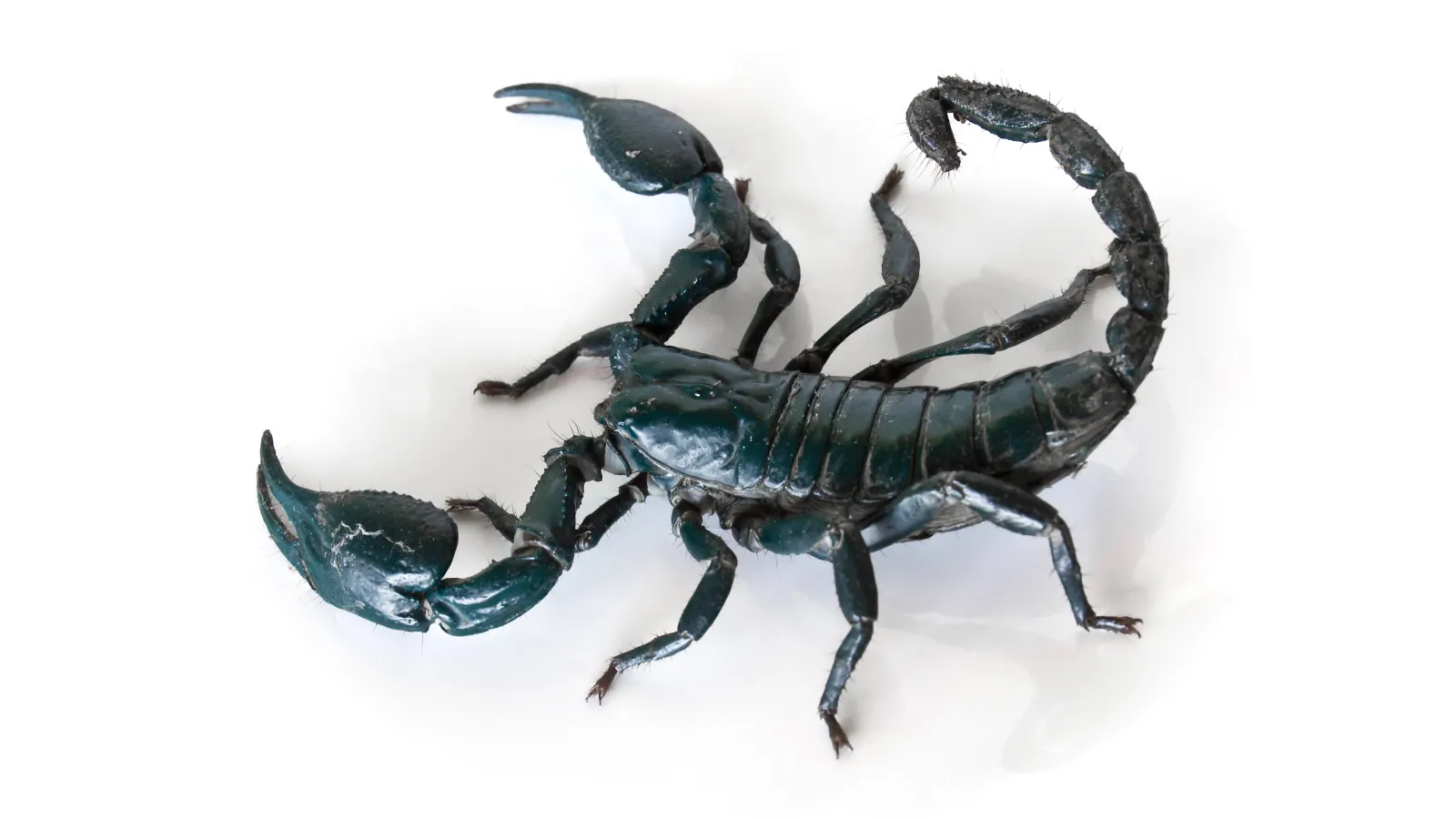 a close up of a scorpion