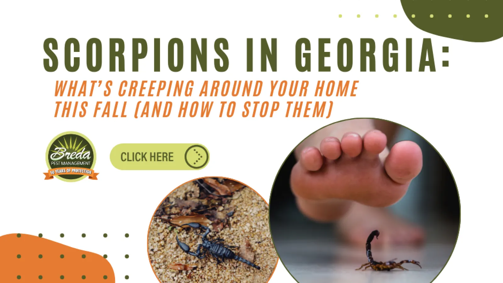 Informational graphic about scorpions in Georgia with images and tips to stop them at home in fall