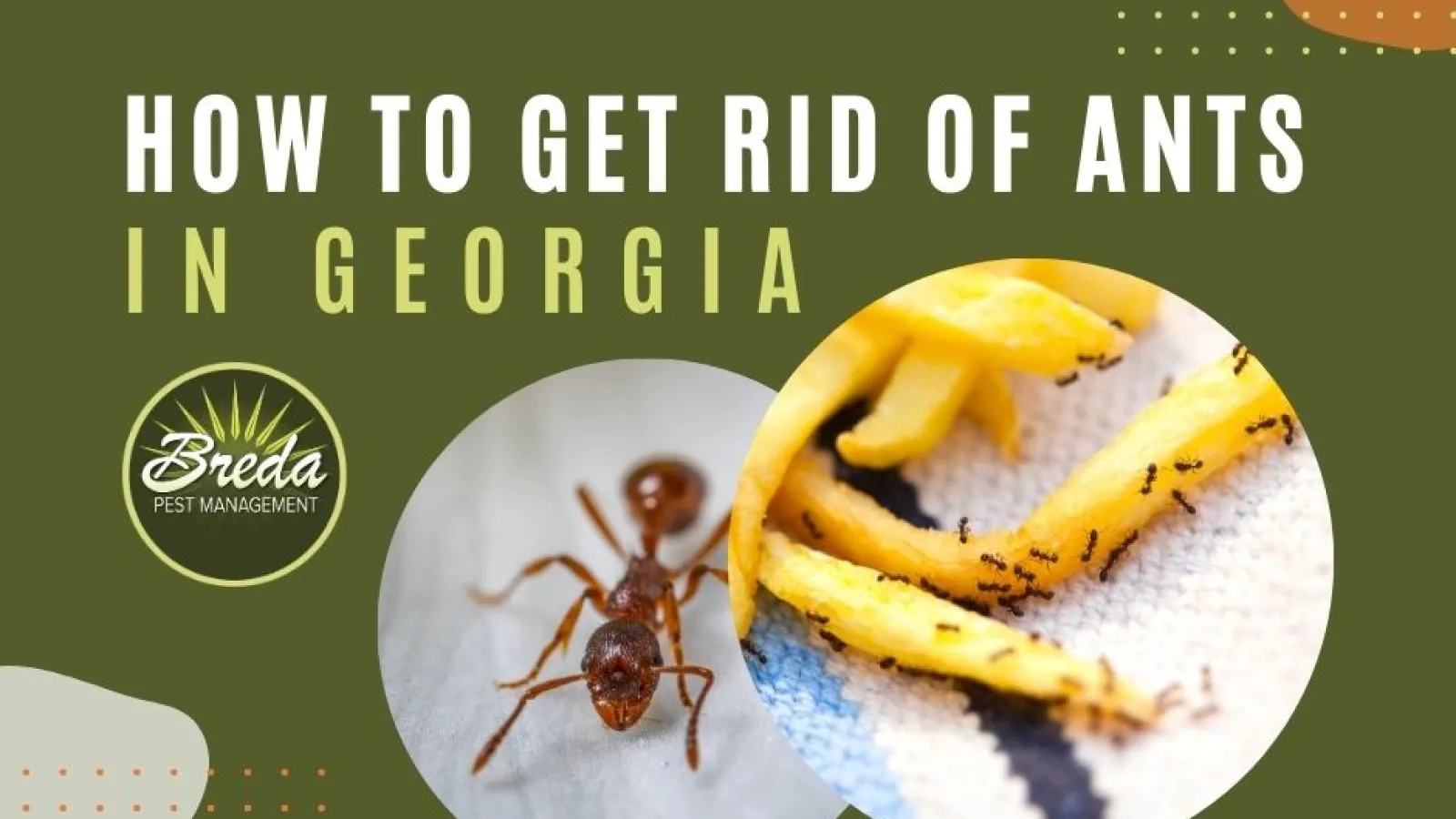 How to Get Rid of Ants in Georgia | Breda Pest Management