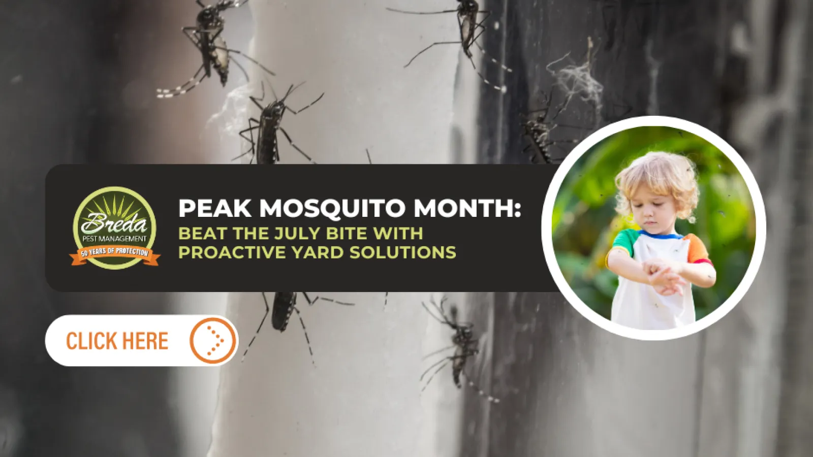 Close-up of mosquitoes on a surface promoting proactive yard solutions for peak mosquito month in July with child image