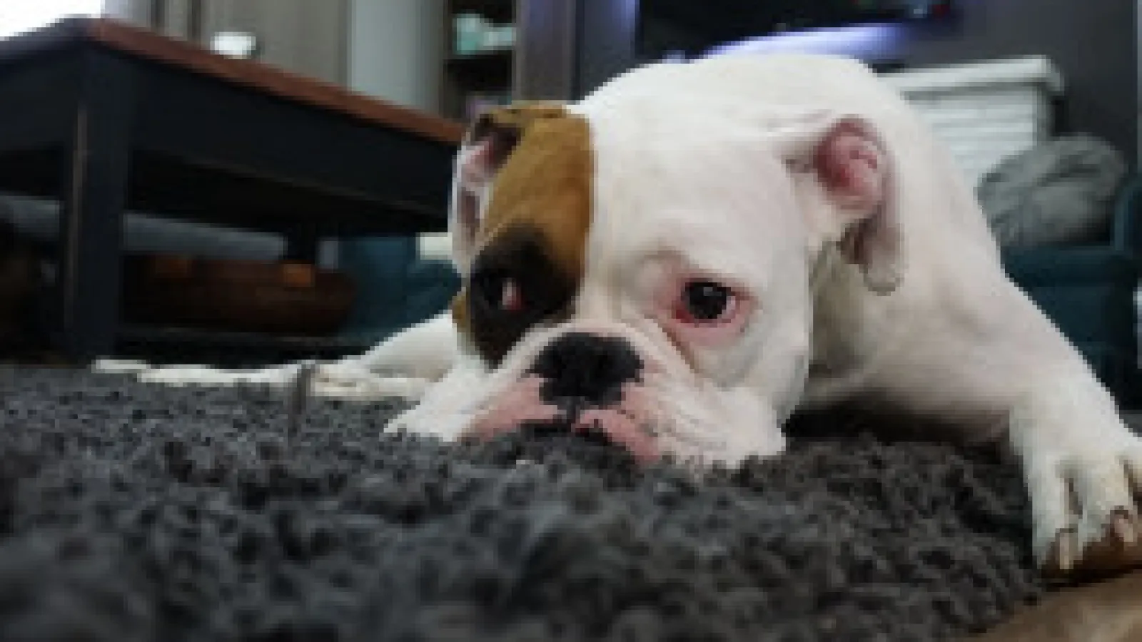 a brown and white dog standing in a room