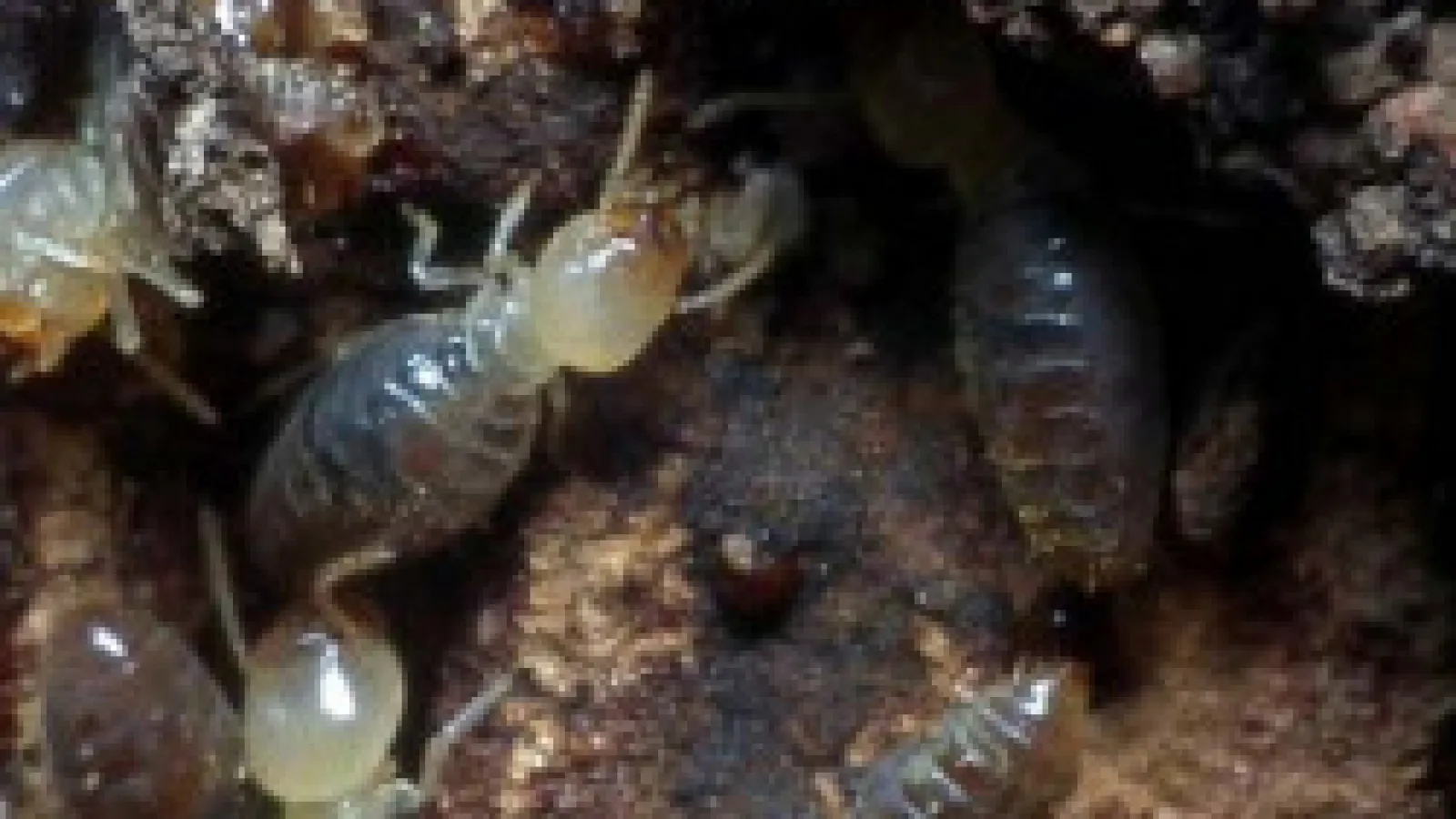 Why Are Termites Targeting My Home? hero image