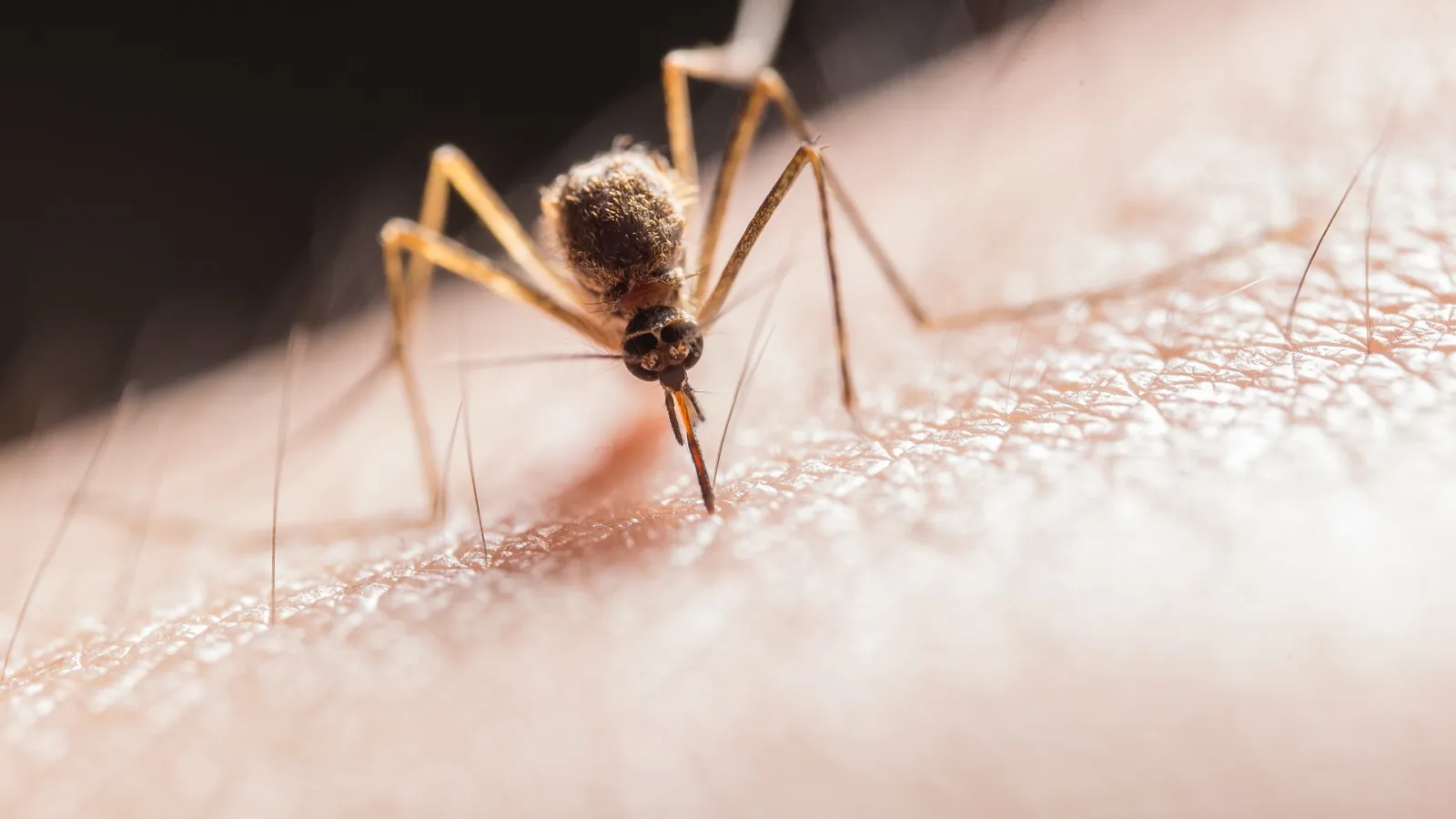get mosquito extermination services in atlanta