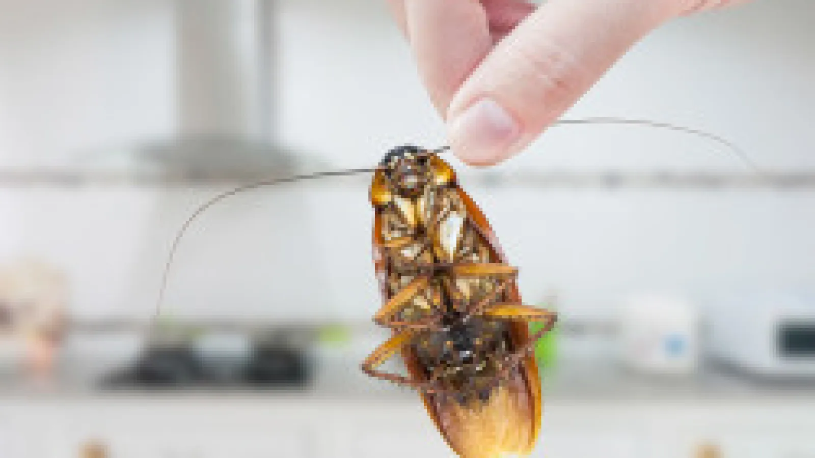 a hand holding an insect