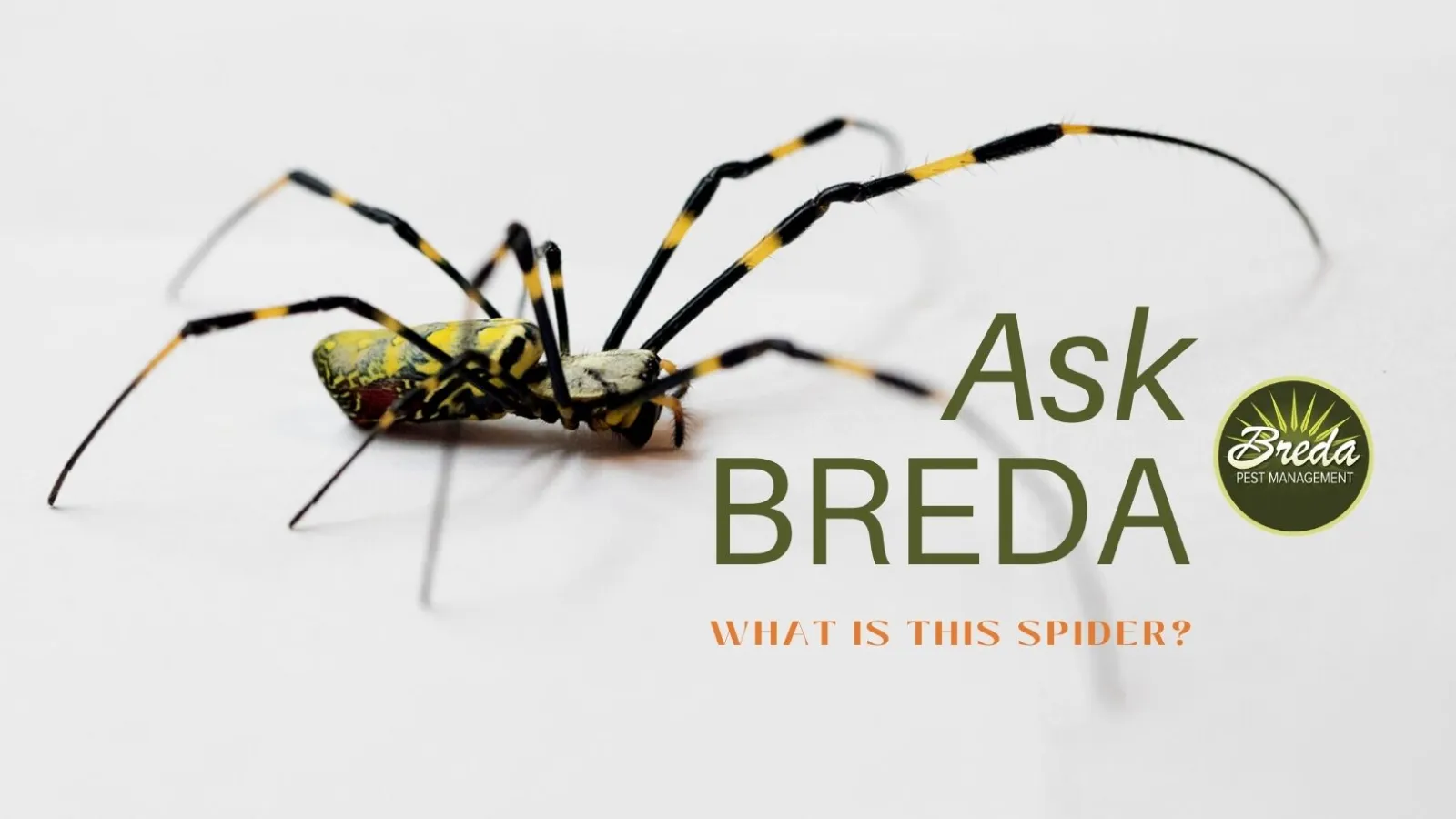 breda offers pest management solutions in atlanta