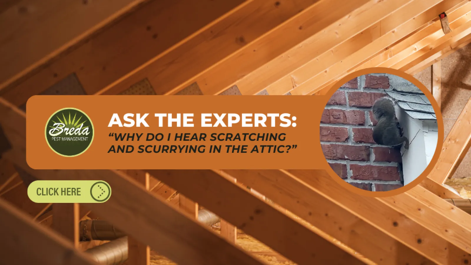 Interior view of attic with wooden beams and pest management ad about hearing scratching sounds in the attic