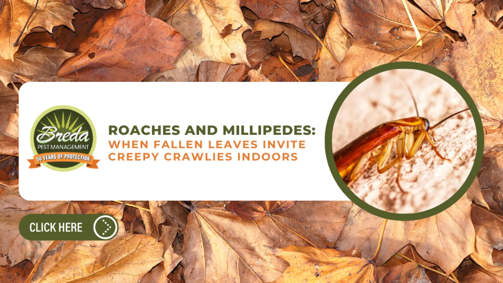 Roaches and millipedes on fallen autumn leaves with pest control message and Breda Pest Management logo.
