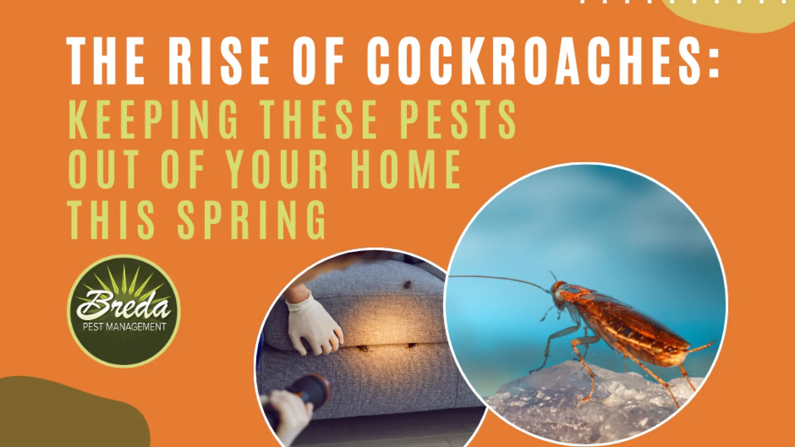 cockroach control Atlanta Georgia BREDA Pest Management