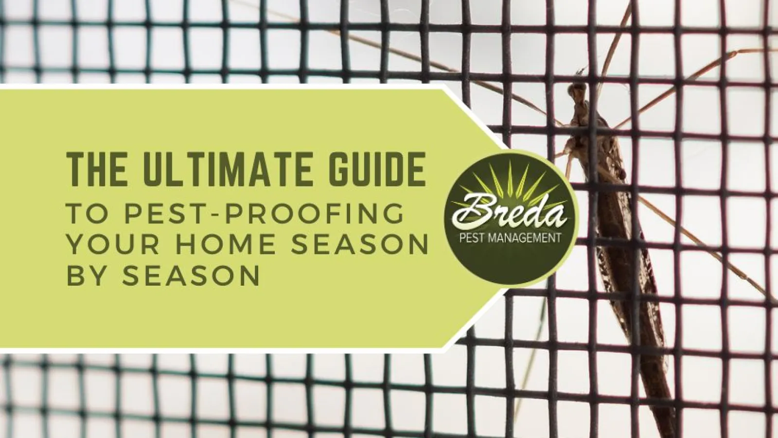 ultimate guide to pest proofing your home mosquito on window screen