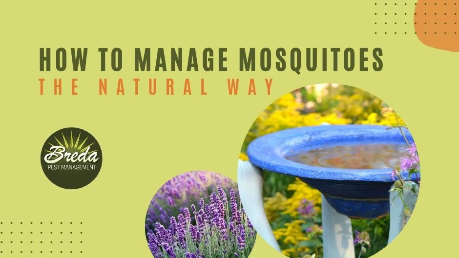 natural mosquito management options