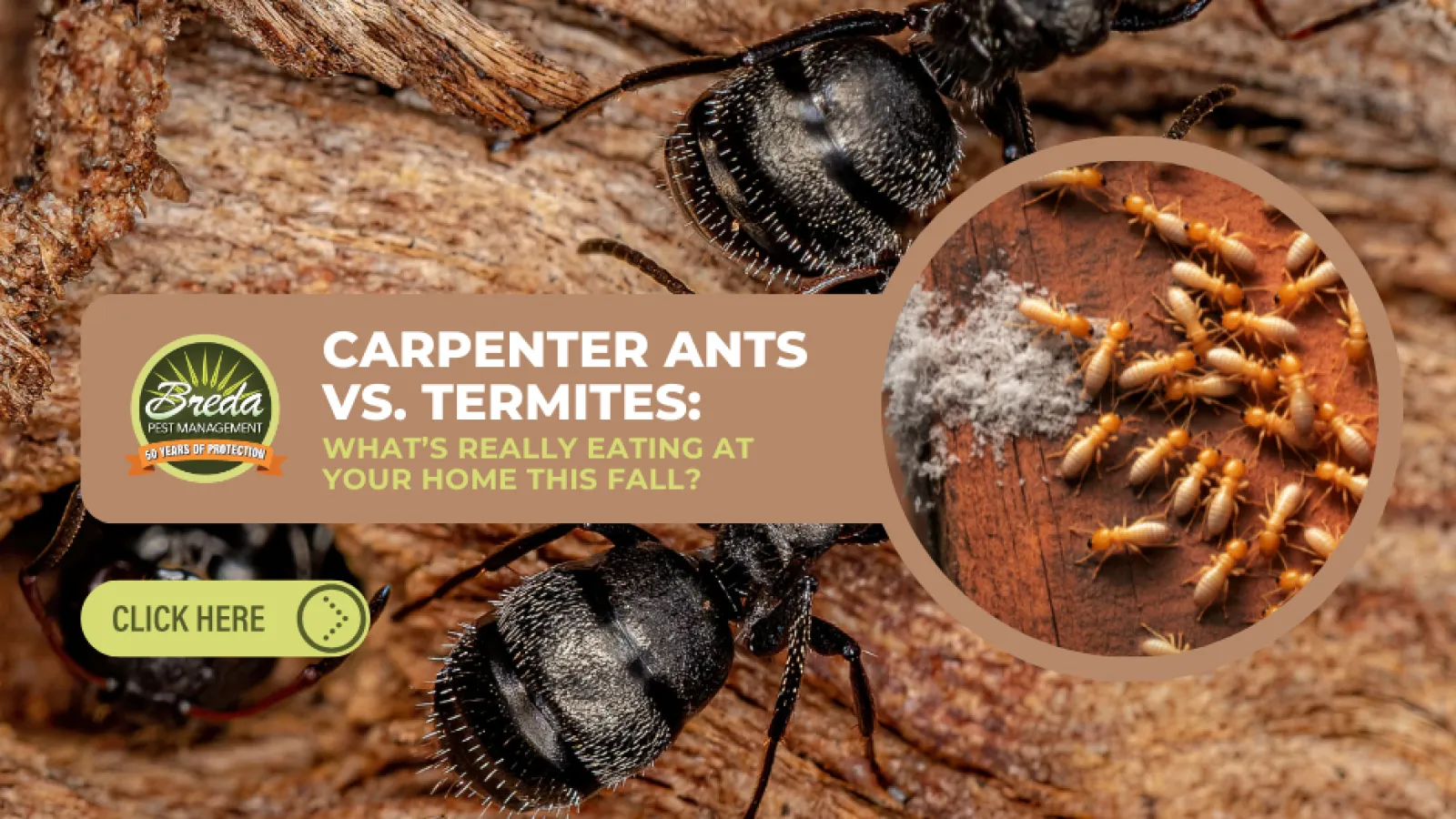 Close-up of carpenter ants on wood with inset showing termites eating wood details for pest control comparison.