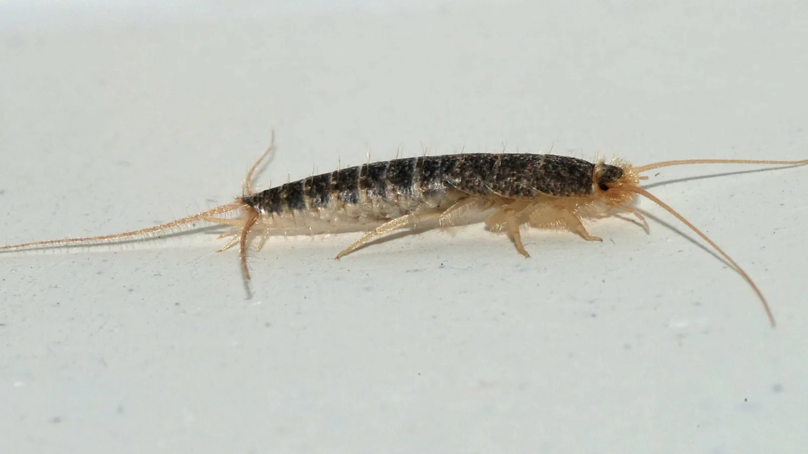 What Are Silverfish and When Are They Active? hero image