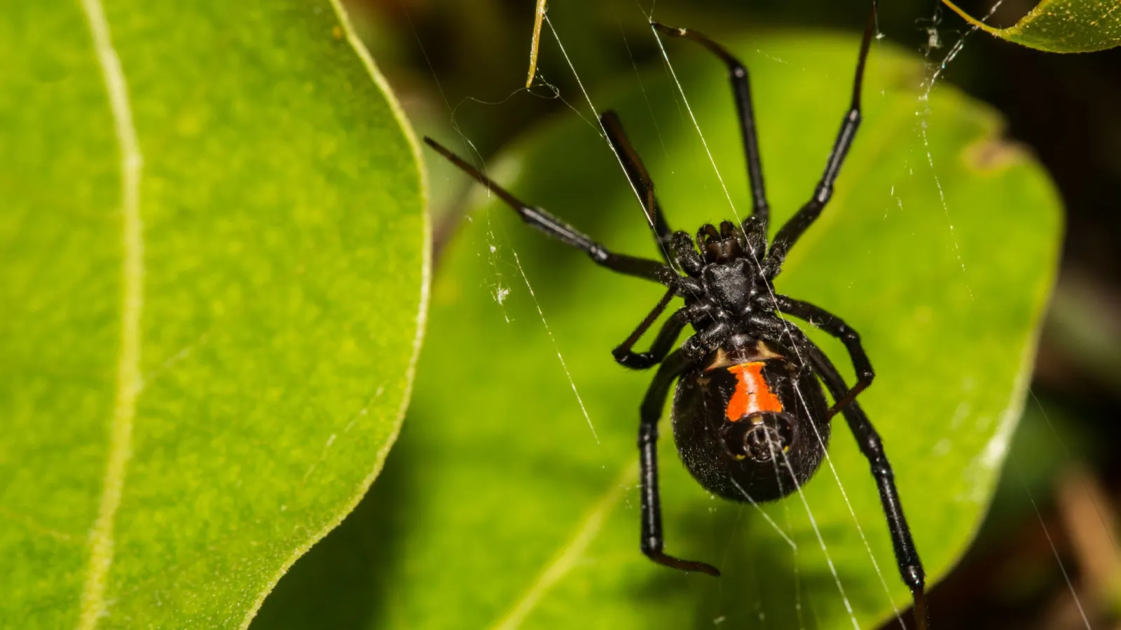 breda spider exterminators in atlanta