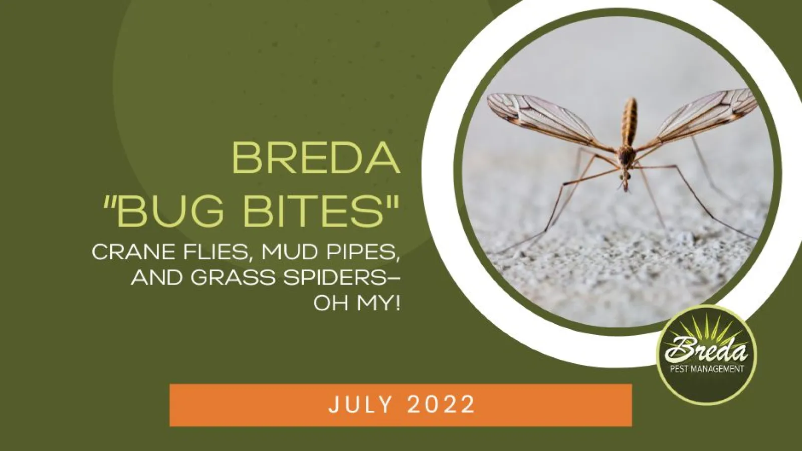 blog graphic with crane fly picture