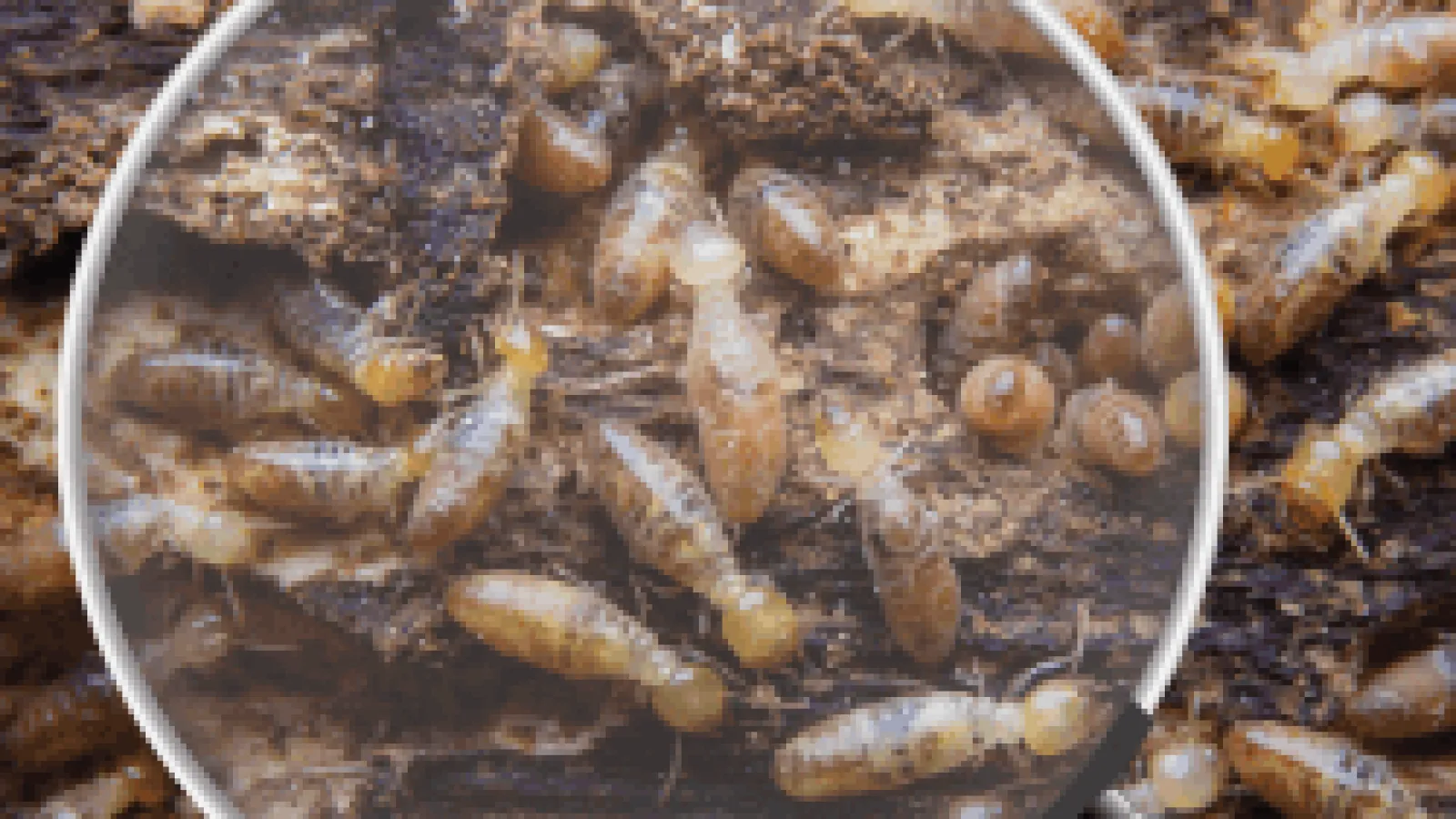 How Long Does a Termite Treatment Last?