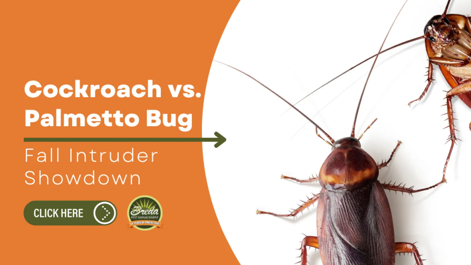 Close-up of a cockroach and palmetto bug with fall-themed orange design and comparison text.