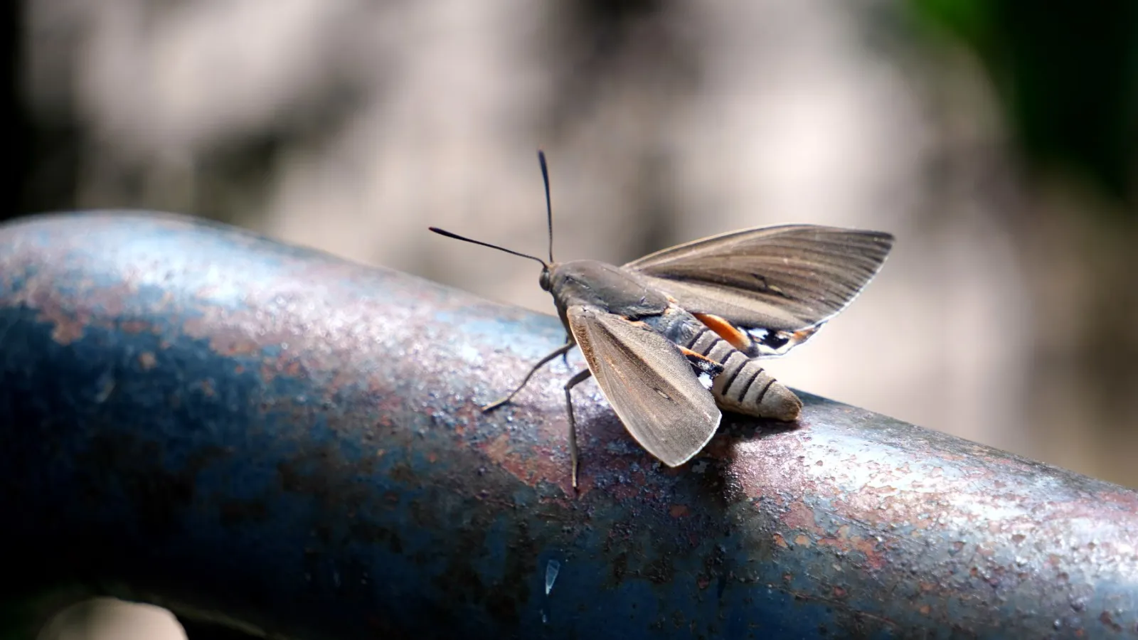 moth extermination services in atlanta