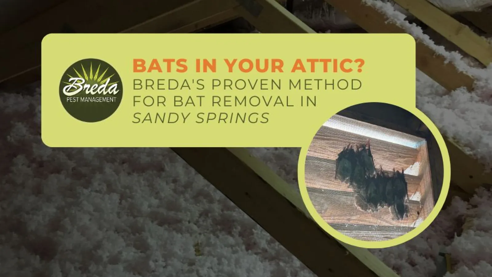 bats in attic in Sandy Springs Georgia bat removal