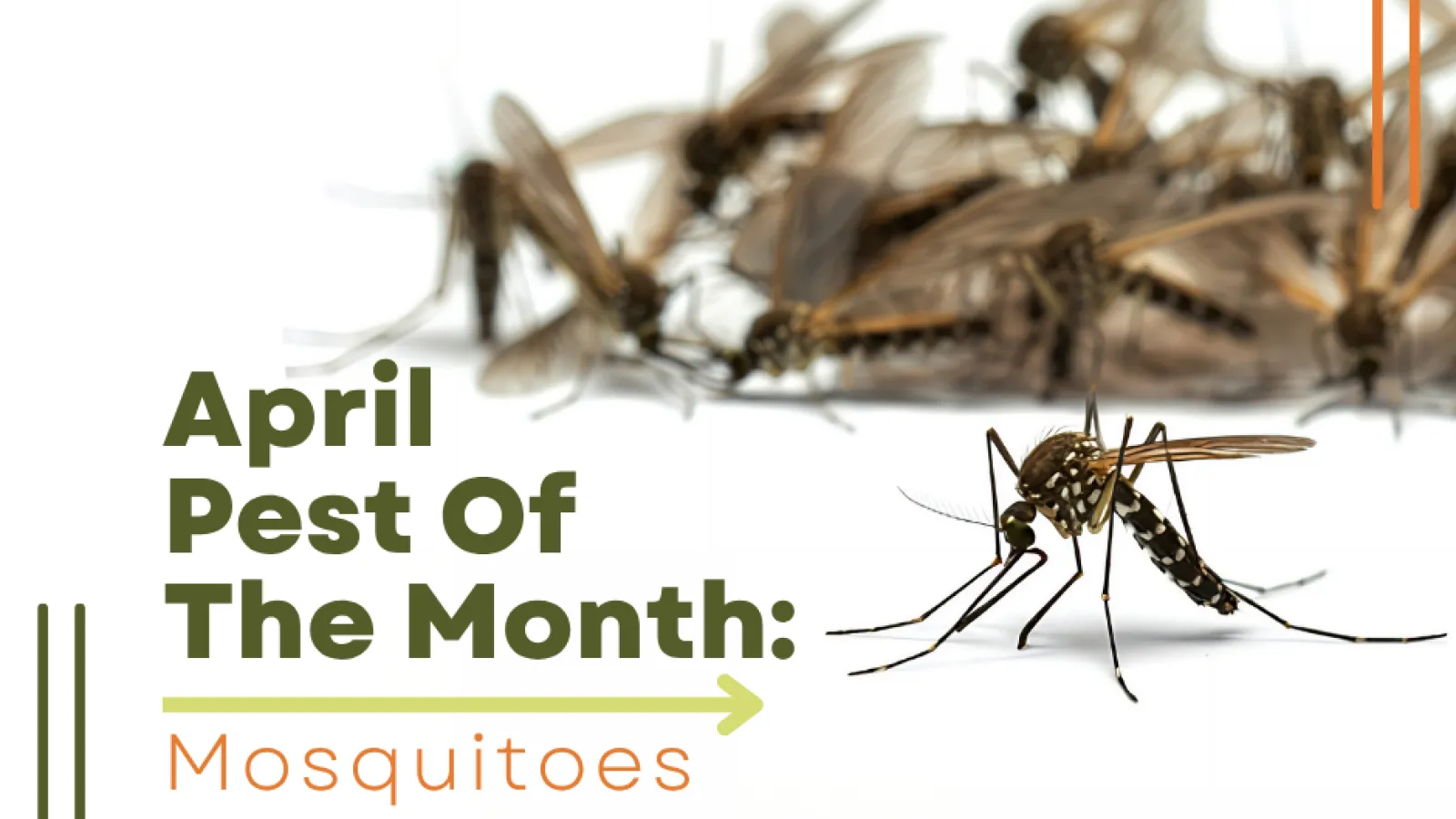 April pest of the month highlighting mosquitoes with close-up image and Breda Pest Management logo.