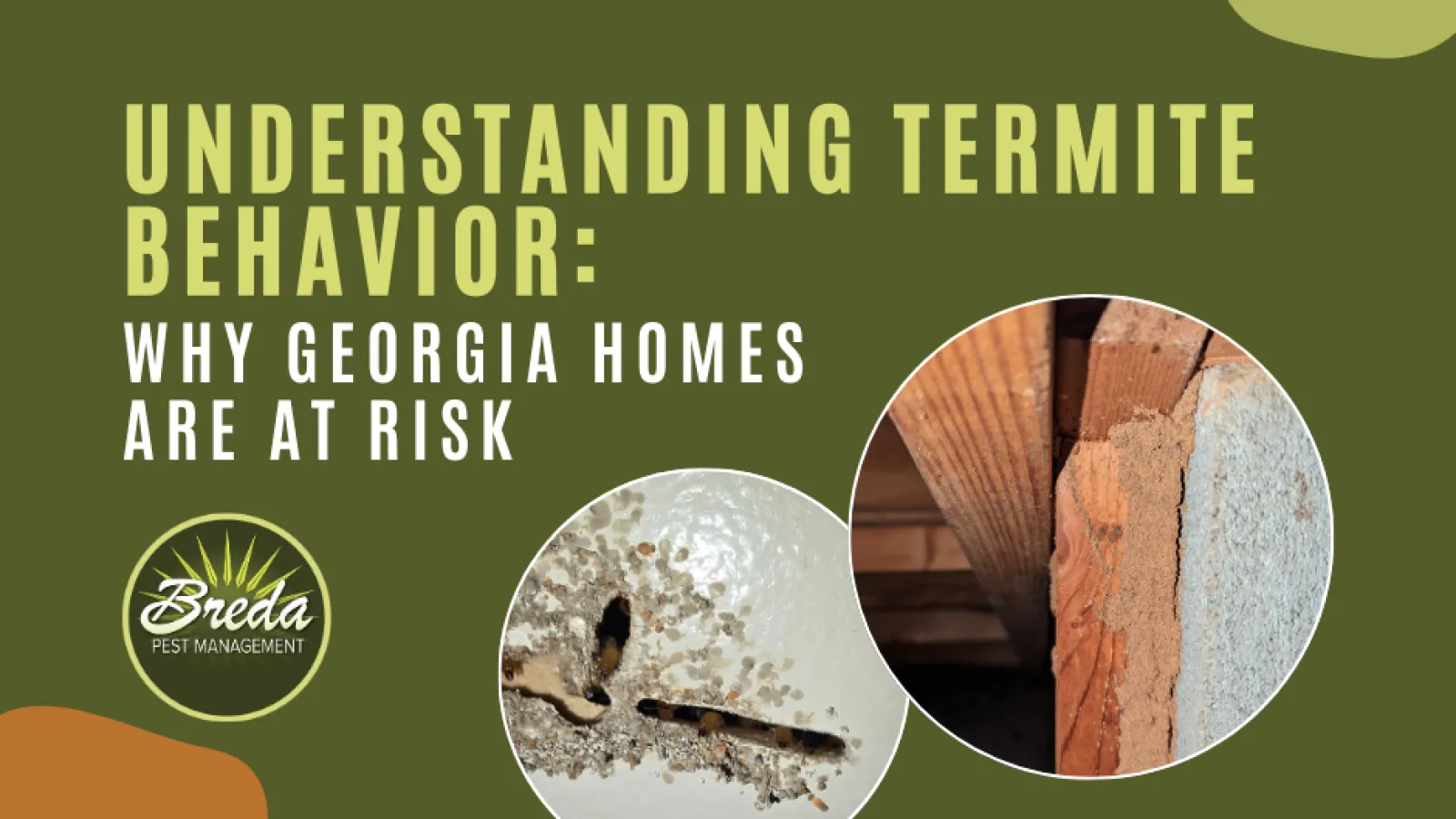 termite damage on Georgia home understanding termite behavior