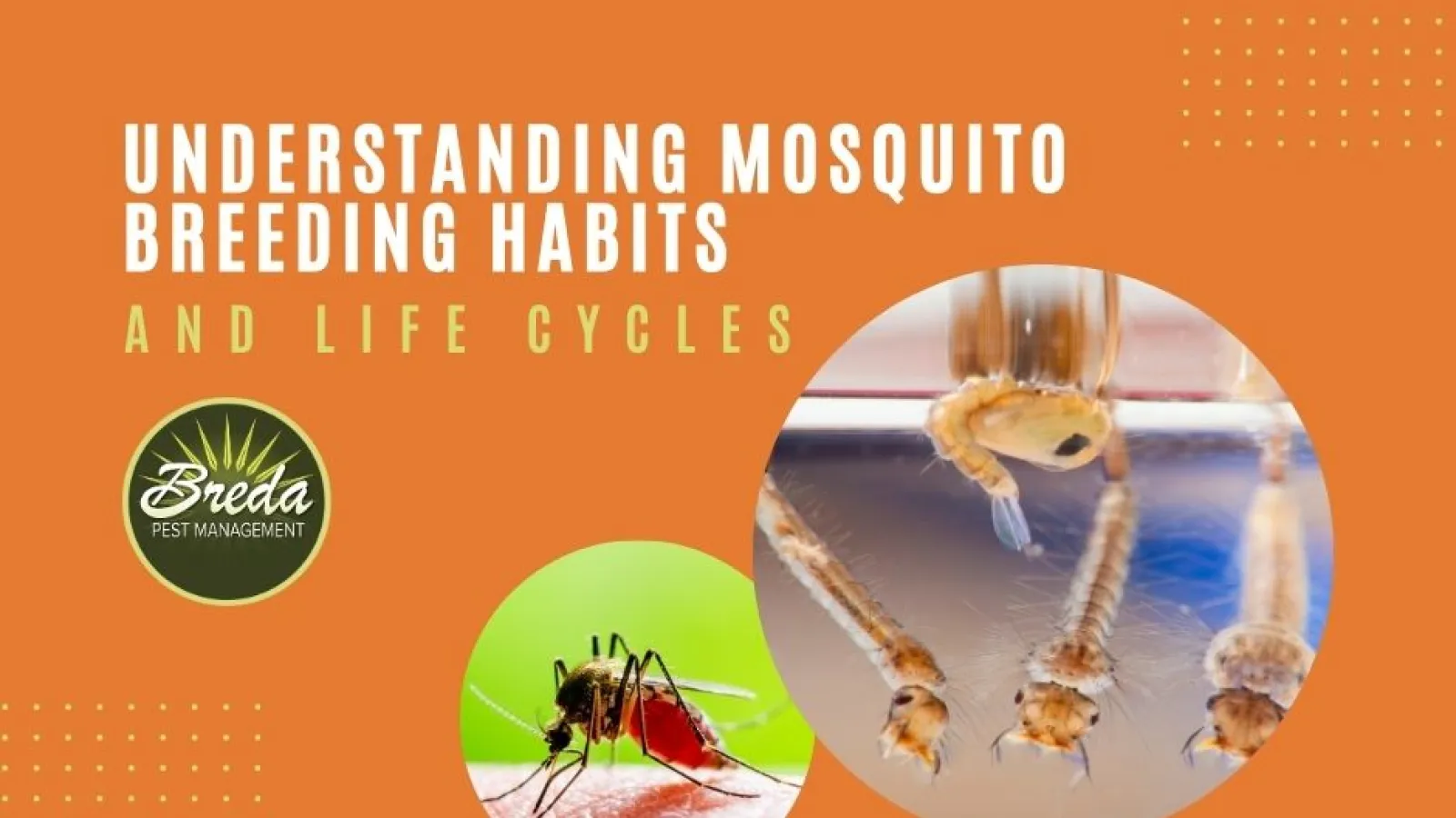 mosquito breeding habits mosquito life cycle