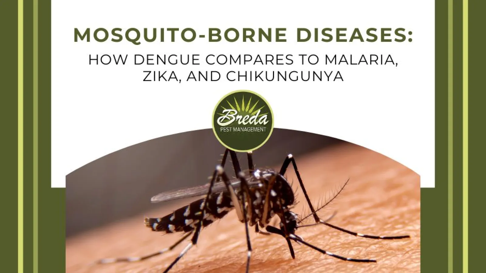 mosquito borne diseases dengue malaria zika chikungunya