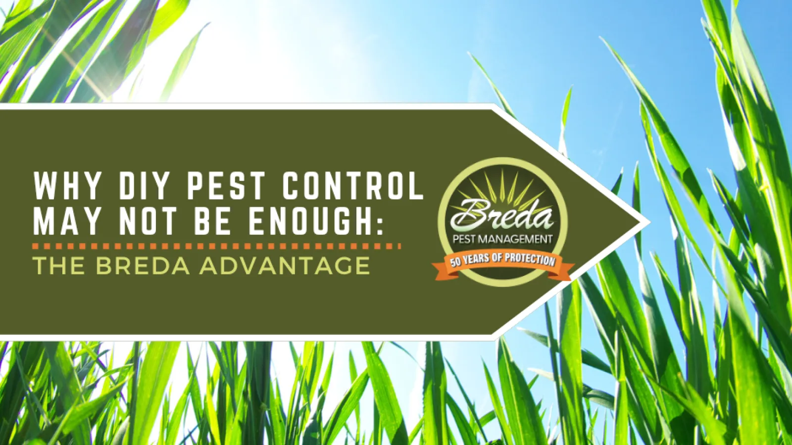 Sunlight shines through green grass with Breda Pest Management logo and DIY pest control message.
