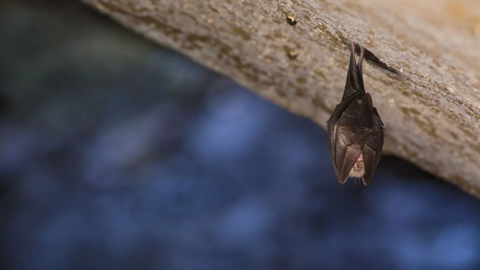 a close up of a bat
