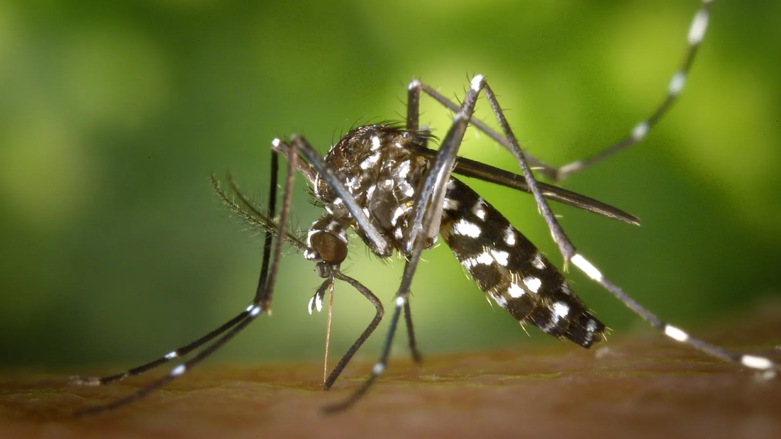 a close up of a mosquito