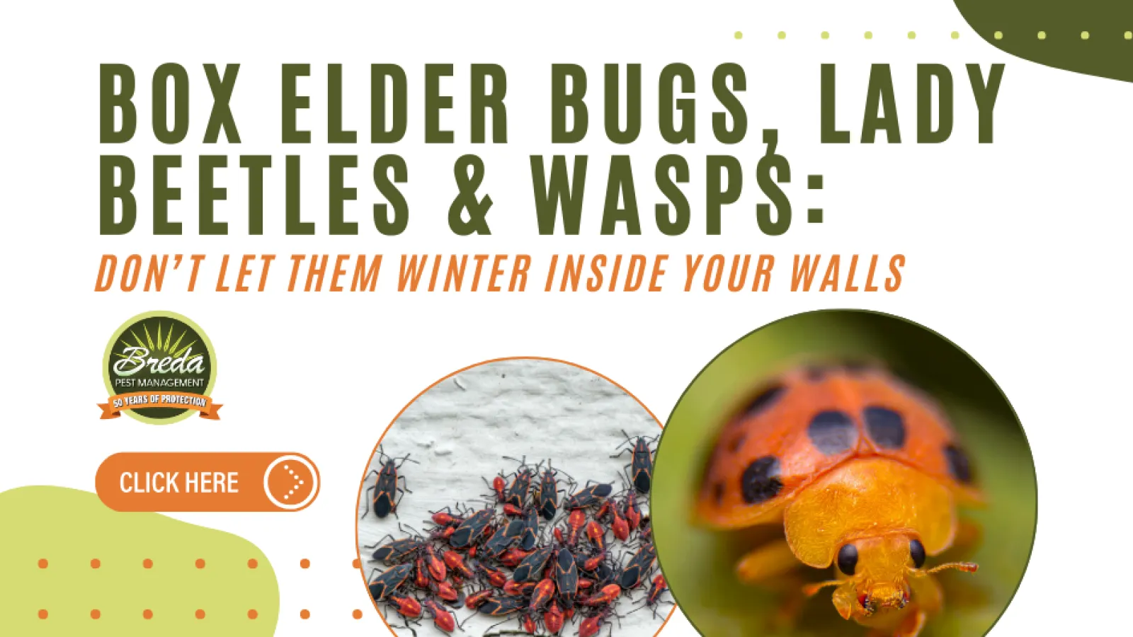 Cluster of box elder bugs and close-up of a lady beetle warning against indoor winter pests with pest control logo.
