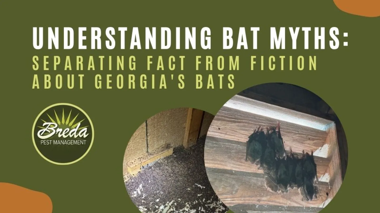 bats hanging in Georgia attic bat guano Georgia bat facts