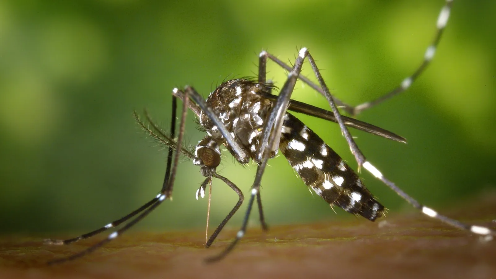 a close up of a black and white mosquito biting a person