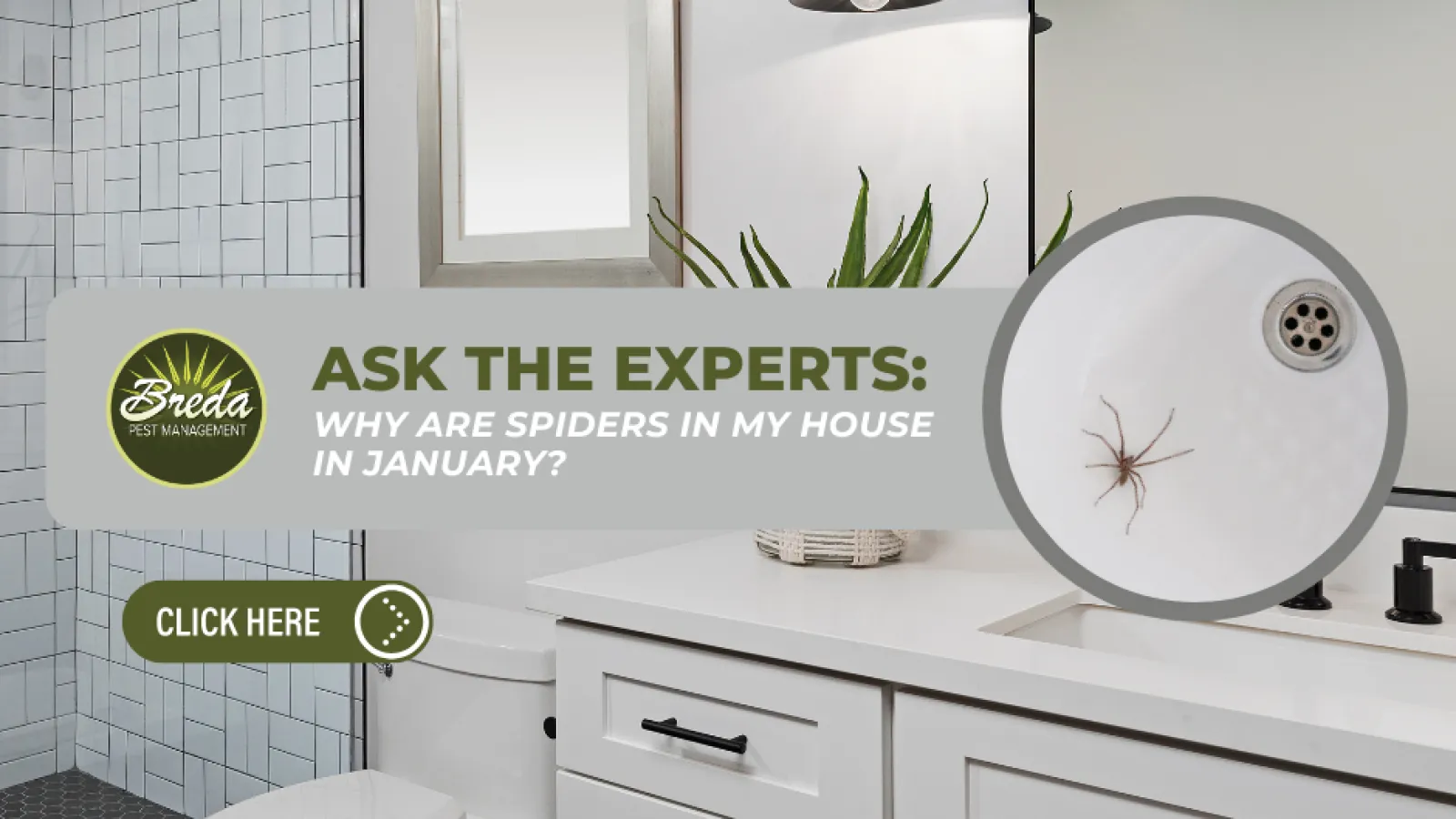 Modern bathroom with white vanity, black fixtures, and a spider in the shower drain magnified in an inset.