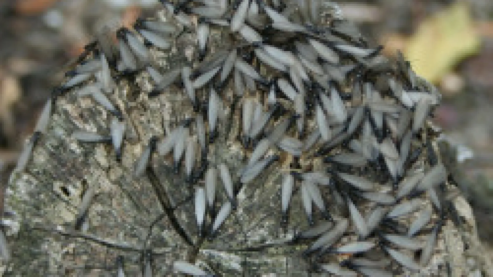a termite swarm on a tree