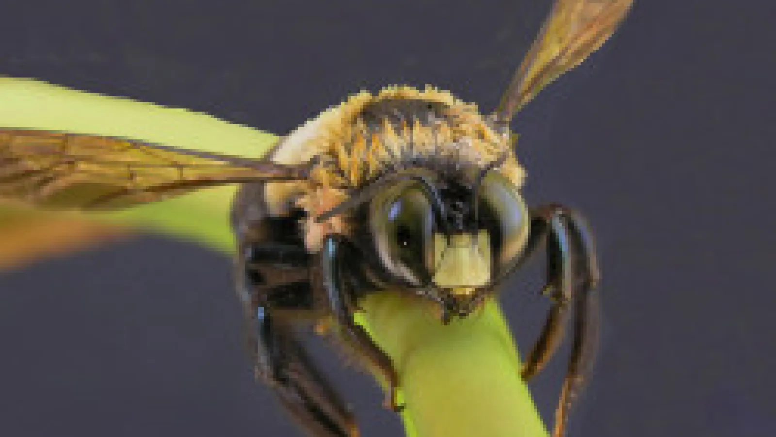 carpenter bees sting