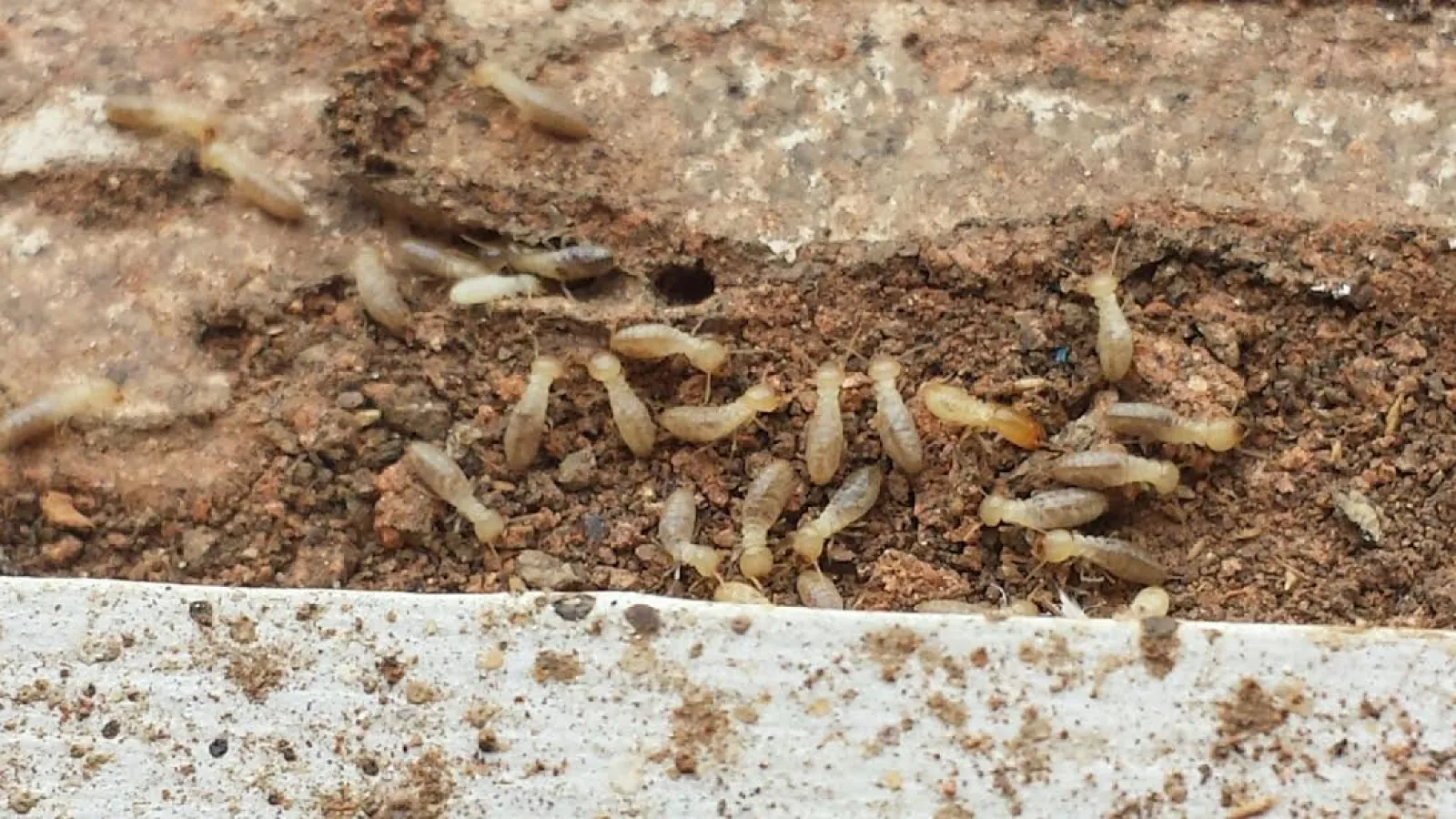 breda offers termites extermination services in atlanta