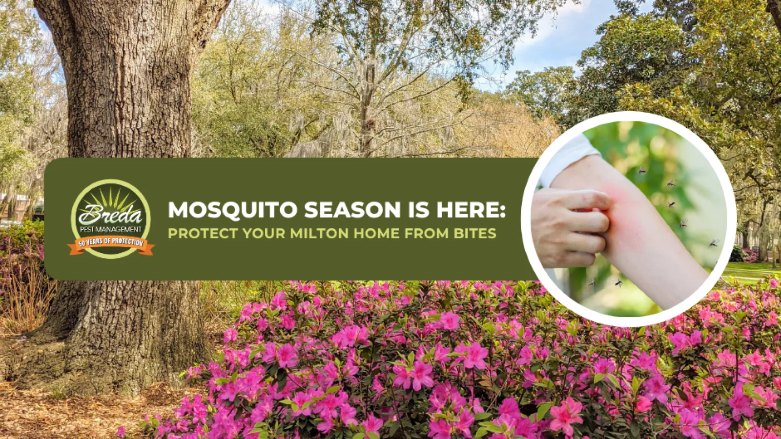 Signs of mosquito season with blooming flowers, large trees, and a close-up of mosquito bites on skin.