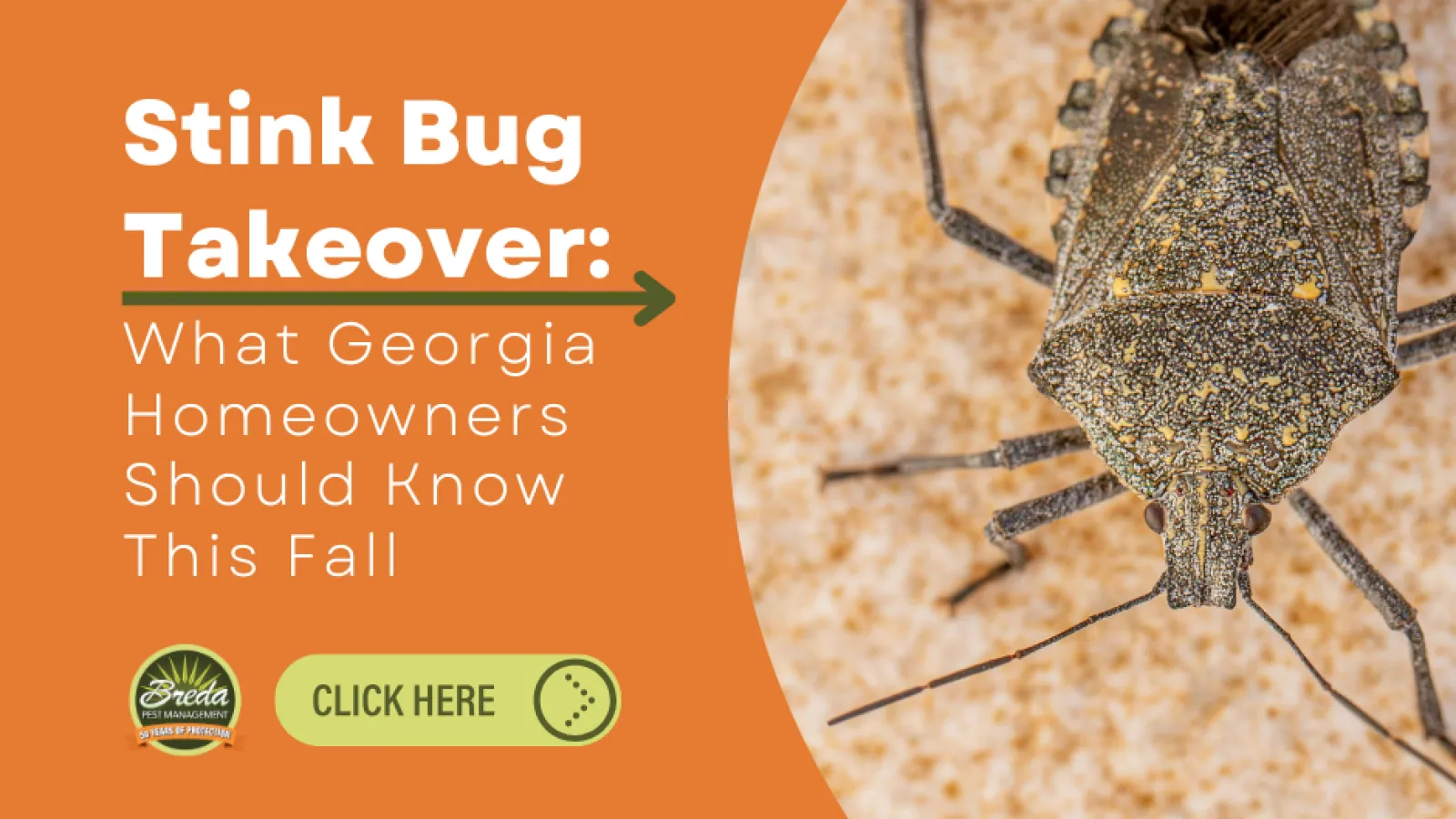 Stink Bug Takeover: What Georgia Homeowners Should Know This Fall hero image