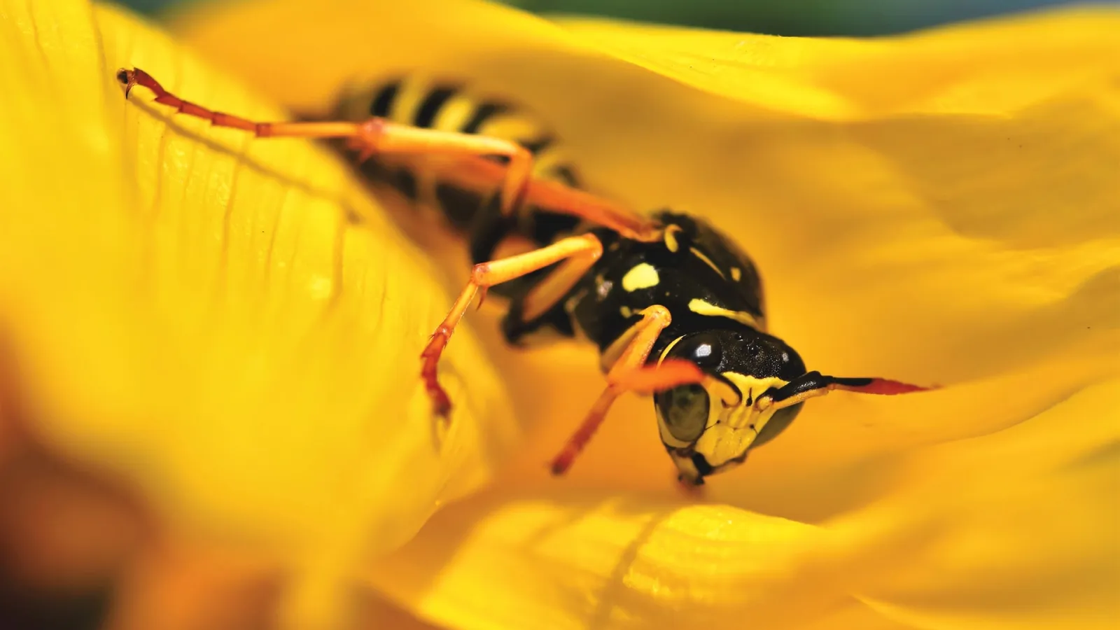 a close up of a wasp on a flower