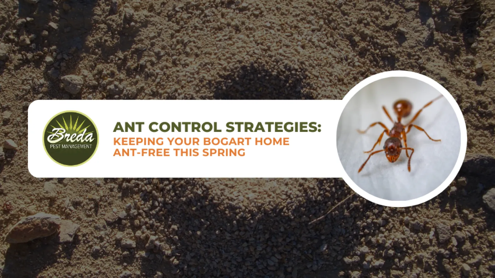 ant mound in dirt outside ant control strategies Bogart GA