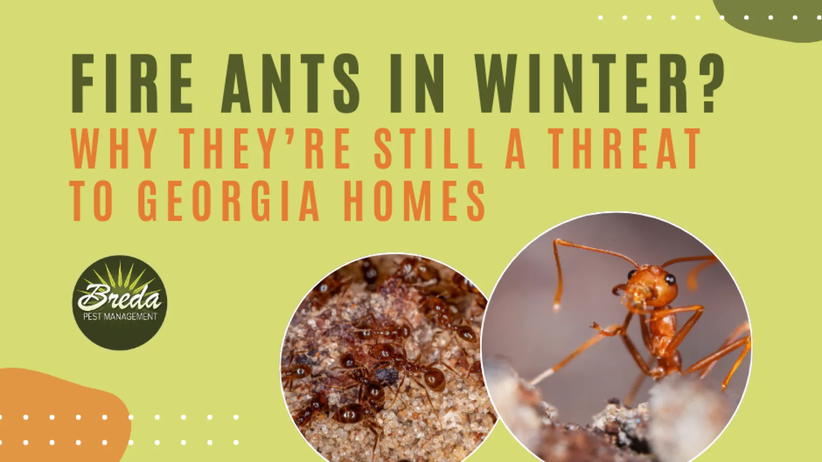 fire ant control in winter